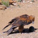 Black-breasted Buzzard (Hamirostra melanosternon) - Free-flying Birds Show, Alice Springs Desert Park