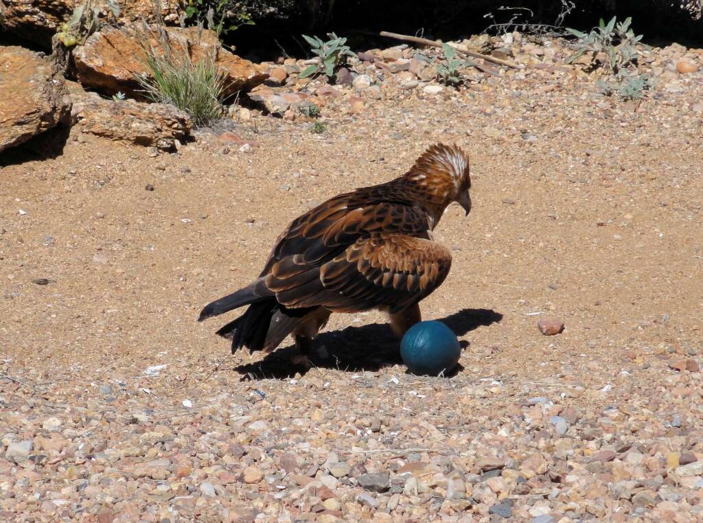 Black-breasted Buzzard (Hamirostra melanosternon) - Free-flying Birds Show, Alice Springs Desert Park