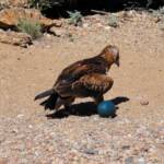 Black-breasted Buzzard (Hamirostra melanosternon) - Free-flying Birds Show, Alice Springs Desert Park