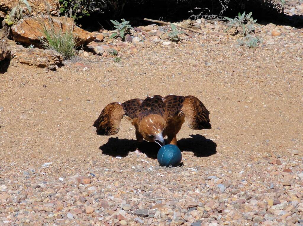 Black-breasted Buzzard (Hamirostra melanosternon) - Free-flying Birds Show, Alice Springs Desert Park