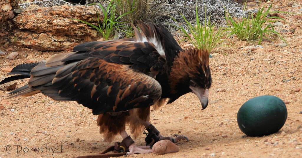 Black-breasted Buzzard (Hamirostra melanosternon) - Free-flying Birds Show, Alice Springs Desert Park