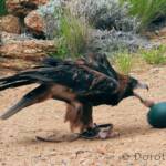 Black-breasted Buzzard (Hamirostra melanosternon) - Free-flying Birds Show, Alice Springs Desert Park