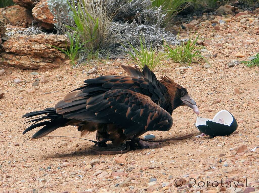 Black-breasted Buzzard (Hamirostra melanosternon) - Free-flying Birds Show, Alice Springs Desert Park