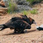Black-breasted Buzzard (Hamirostra melanosternon) - Free-flying Birds Show, Alice Springs Desert Park