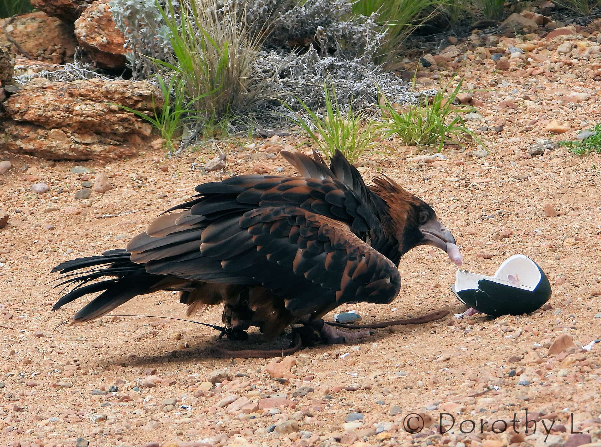 Black-breasted Buzzard (Hamirostra melanosternon) - Free-flying Birds Show, Alice Springs Desert Park