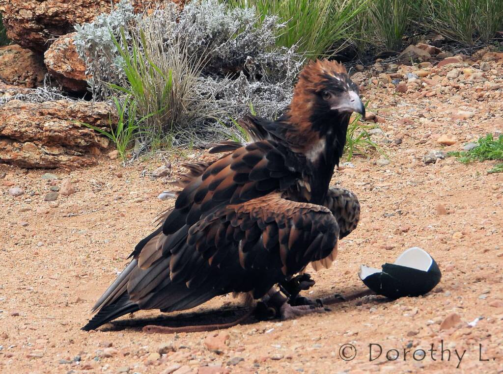 Black-breasted Buzzard (Hamirostra melanosternon) - Free-flying Birds Show, Alice Springs Desert Park