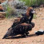 Black-breasted Buzzard (Hamirostra melanosternon) - Free-flying Birds Show, Alice Springs Desert Park