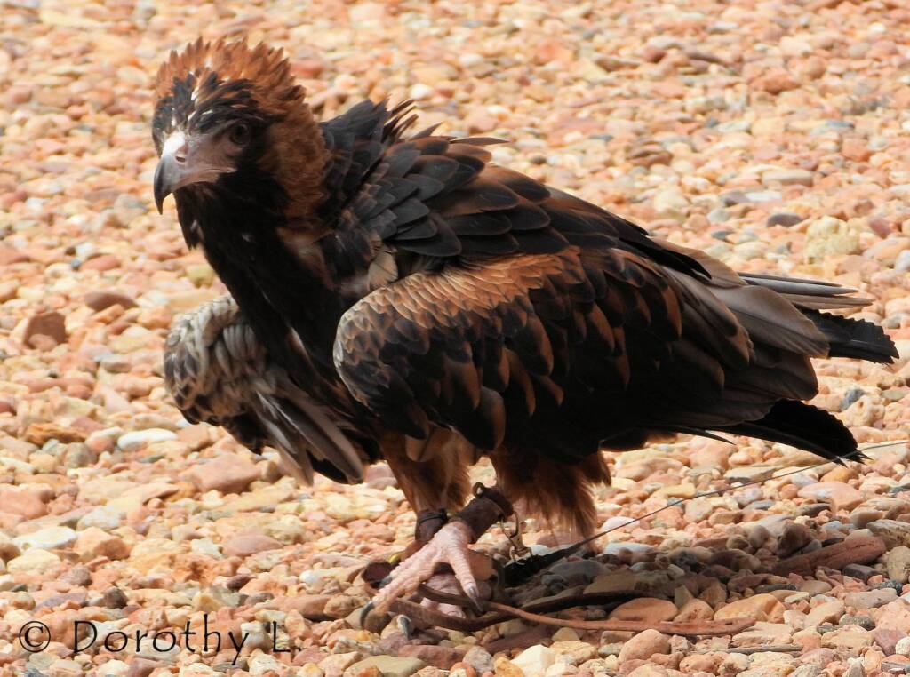 Black-breasted Buzzard (Hamirostra melanosternon) - Free-flying Birds Show, Alice Springs Desert Park