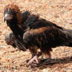 Black-breasted Buzzard (Hamirostra melanosternon) - Free-flying Birds Show, Alice Springs Desert Park