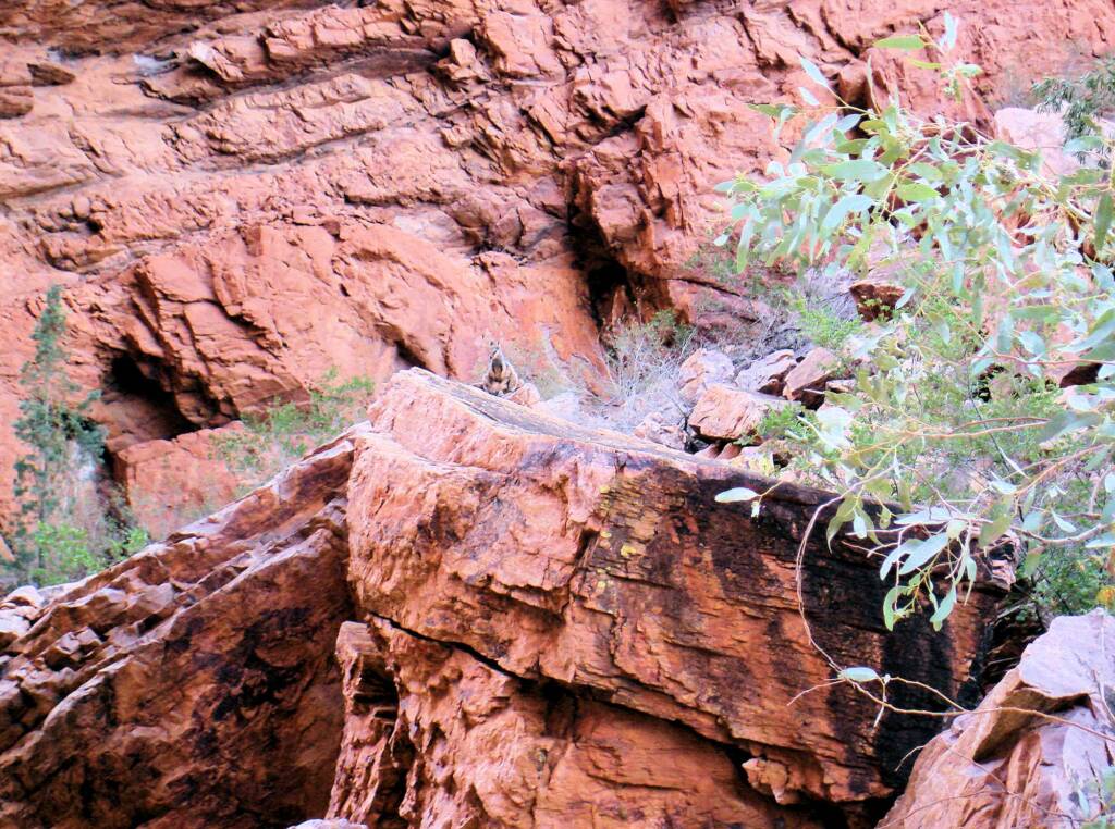 Black-footed Rock Wallaby, Simpsons Gap