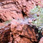 Black-footed Rock Wallaby, Simpsons Gap