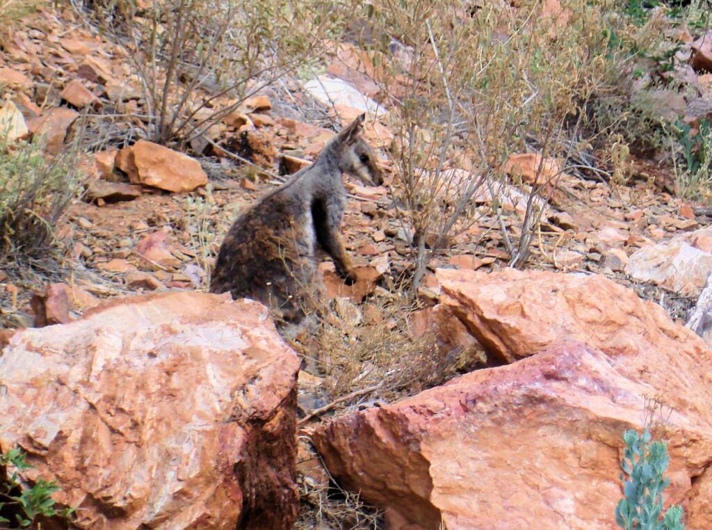 Black-footed Rock Wallaby, Simpsons Gap