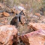 Black-footed Rock Wallaby, Simpsons Gap