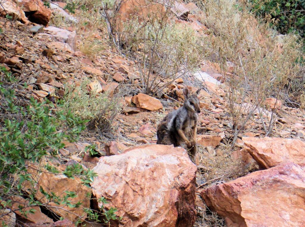 Black-footed Rock Wallaby, Simpsons Gap