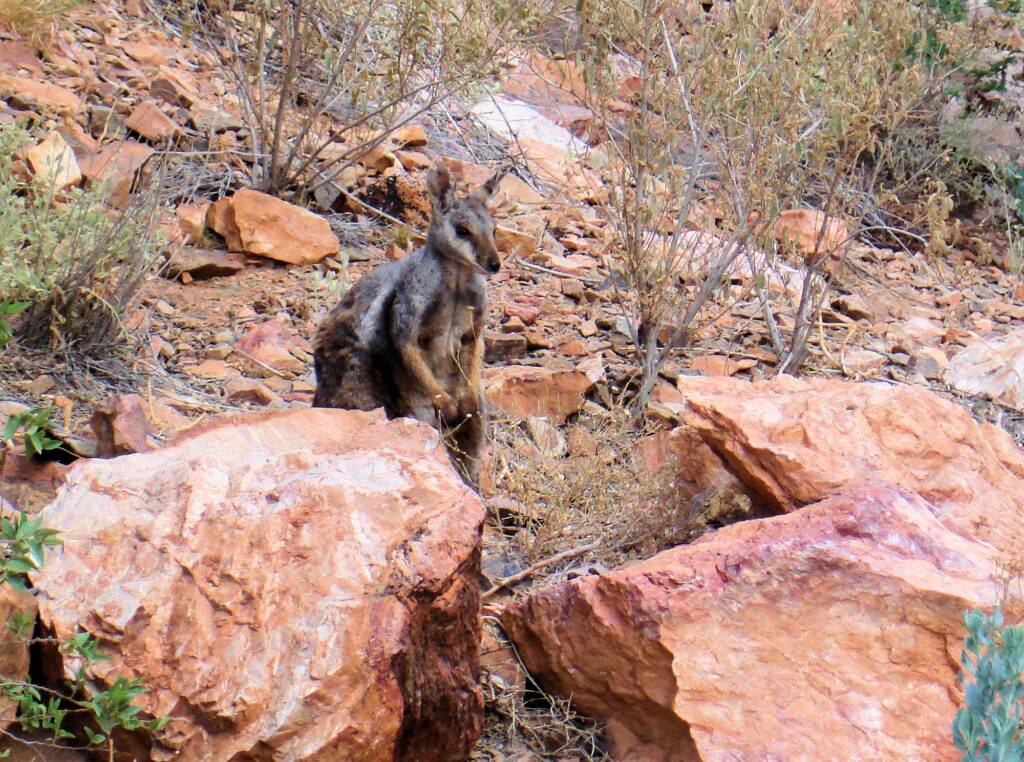 Black-footed Rock Wallaby, Simpsons Gap