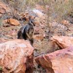 Black-footed Rock Wallaby, Simpsons Gap