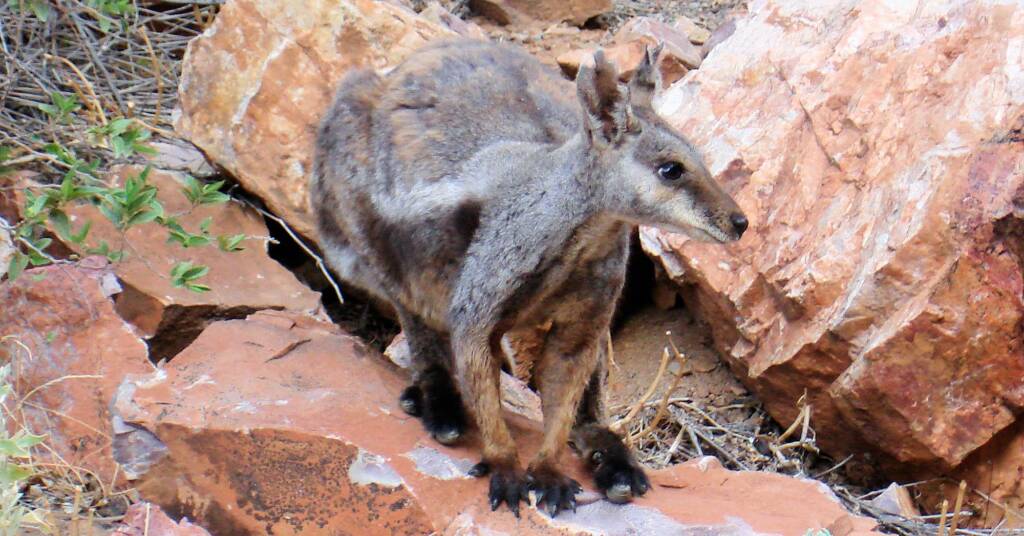 Black-footed Rock Wallaby, Simpsons Gap