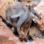 Black-footed Rock Wallaby, Simpsons Gap