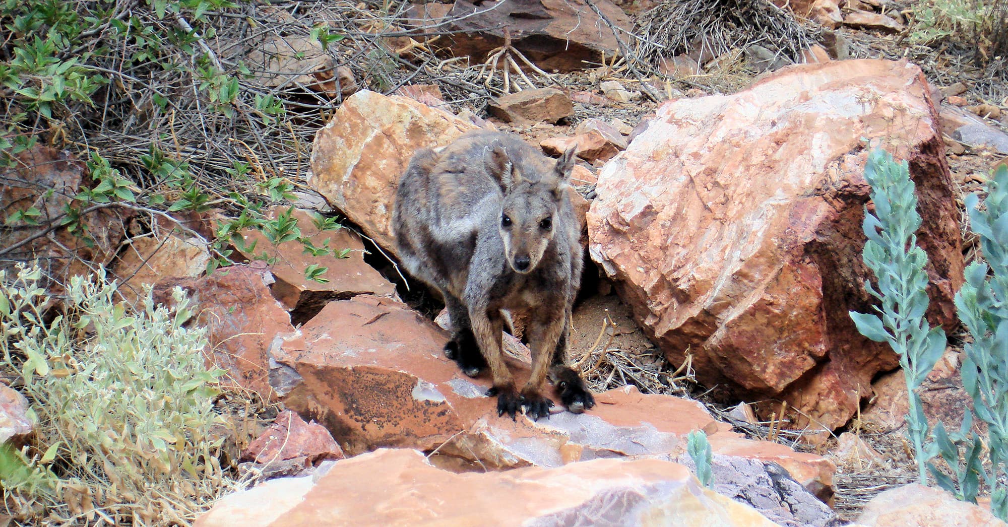 Black-footed Rock Wallaby, Simpsons Gap
