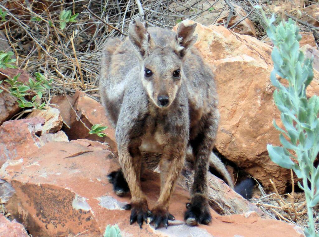 Black-footed Rock Wallaby, Simpsons Gap