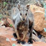Black-footed Rock Wallaby, Simpsons Gap