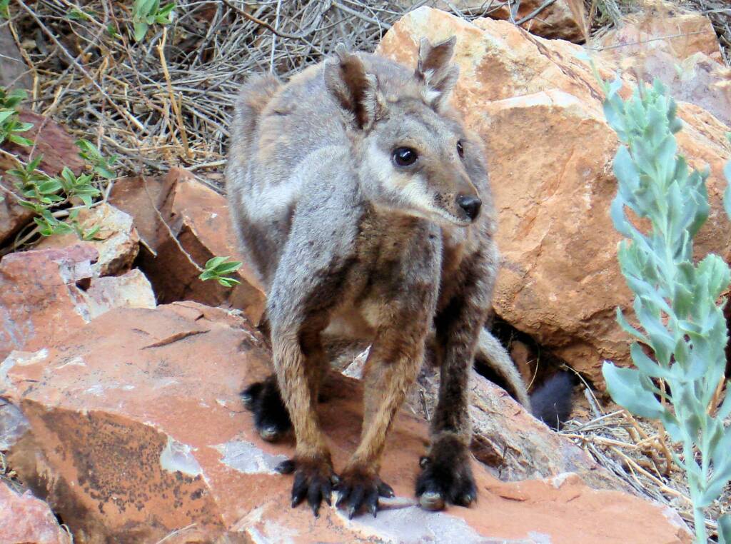Black-footed Rock Wallaby, Simpsons Gap