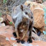 Black-footed Rock Wallaby, Simpsons Gap