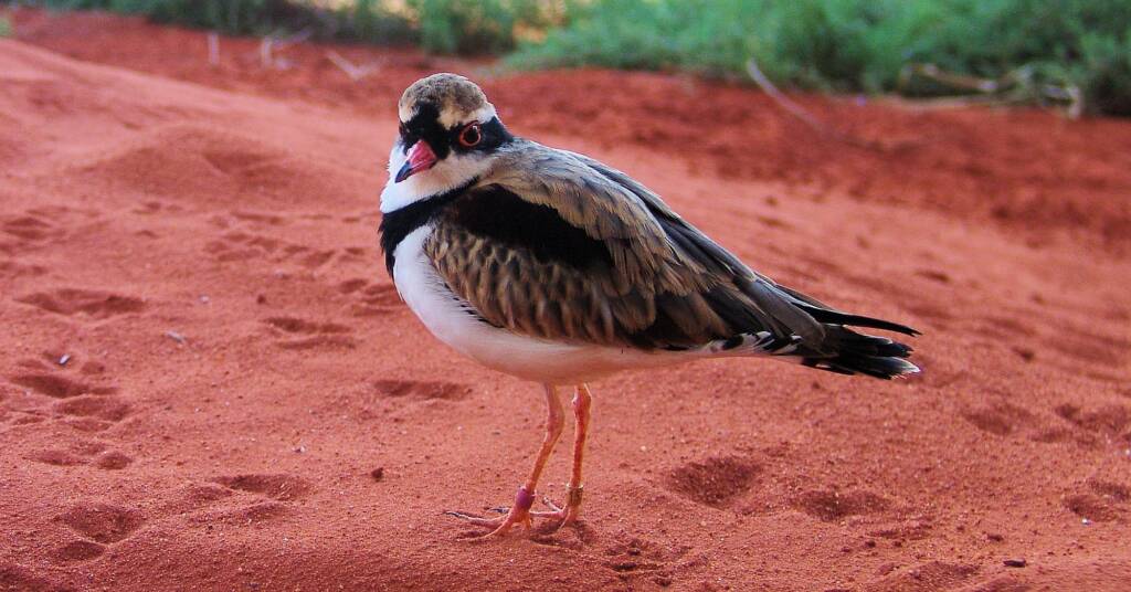 Black-fronted Dotterel (Elseyornis melanops), Alice Springs Desert Park