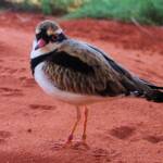 Black-fronted Dotterel (Elseyornis melanops), Alice Springs Desert Park