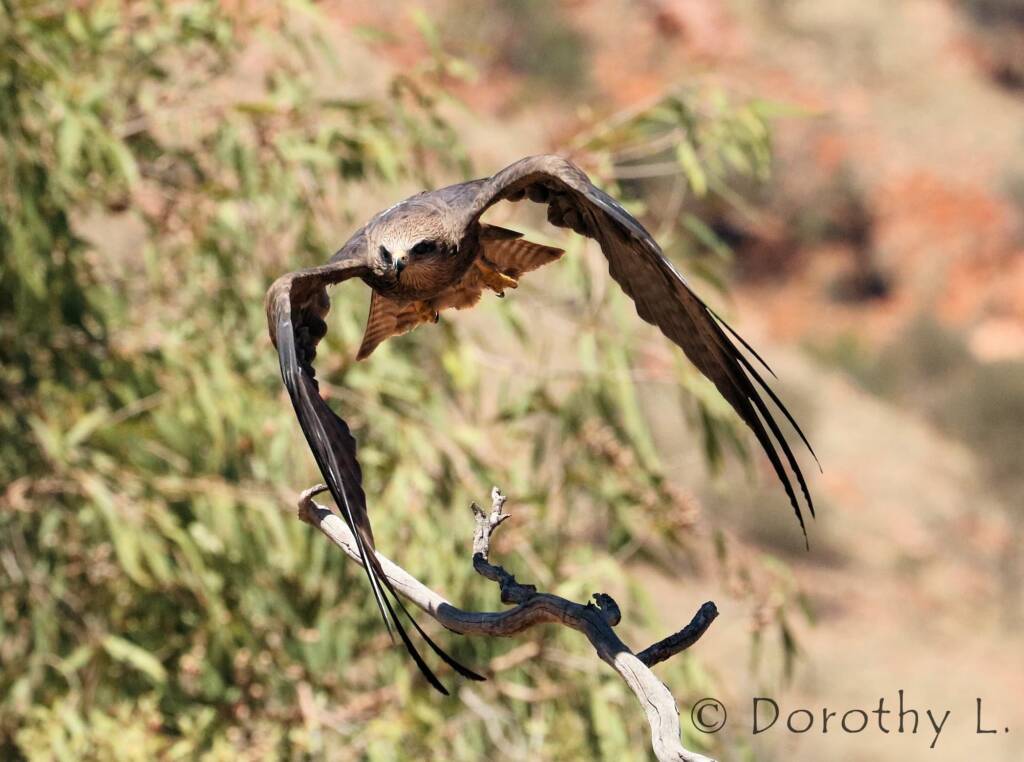 Black Kite (Milvus migrans) - Free-flying Birds Show, Alice Springs Desert Park