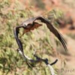 Black Kite (Milvus migrans) - Free-flying Birds Show, Alice Springs Desert Park