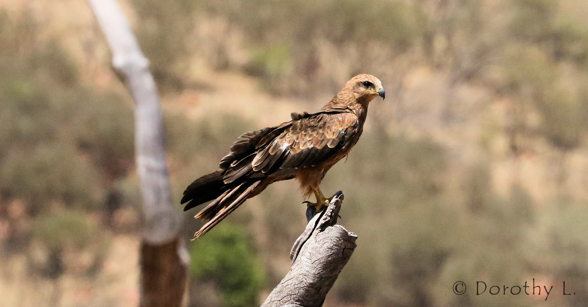 Black Kite (Milvus migrans) - Free-flying Birds Show, Alice Springs Desert Park