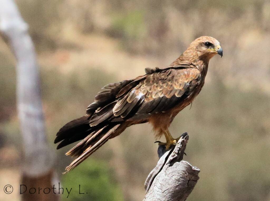 Black Kite (Milvus migrans) - Free-flying Birds Show, Alice Springs Desert Park
