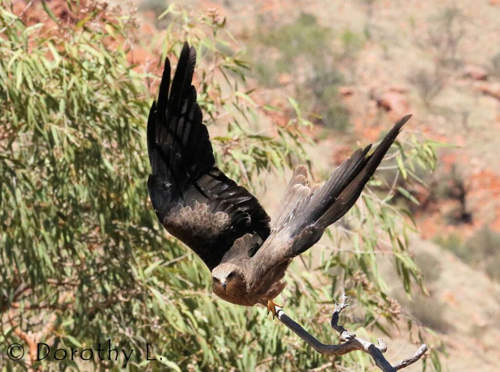 Black Kite (Milvus migrans) - Free-flying Birds Show, Alice Springs Desert Park