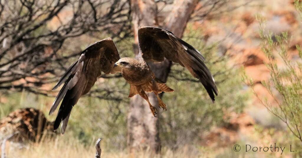 Black Kite (Milvus migrans) - Free-flying Birds Show, Alice Springs Desert Park