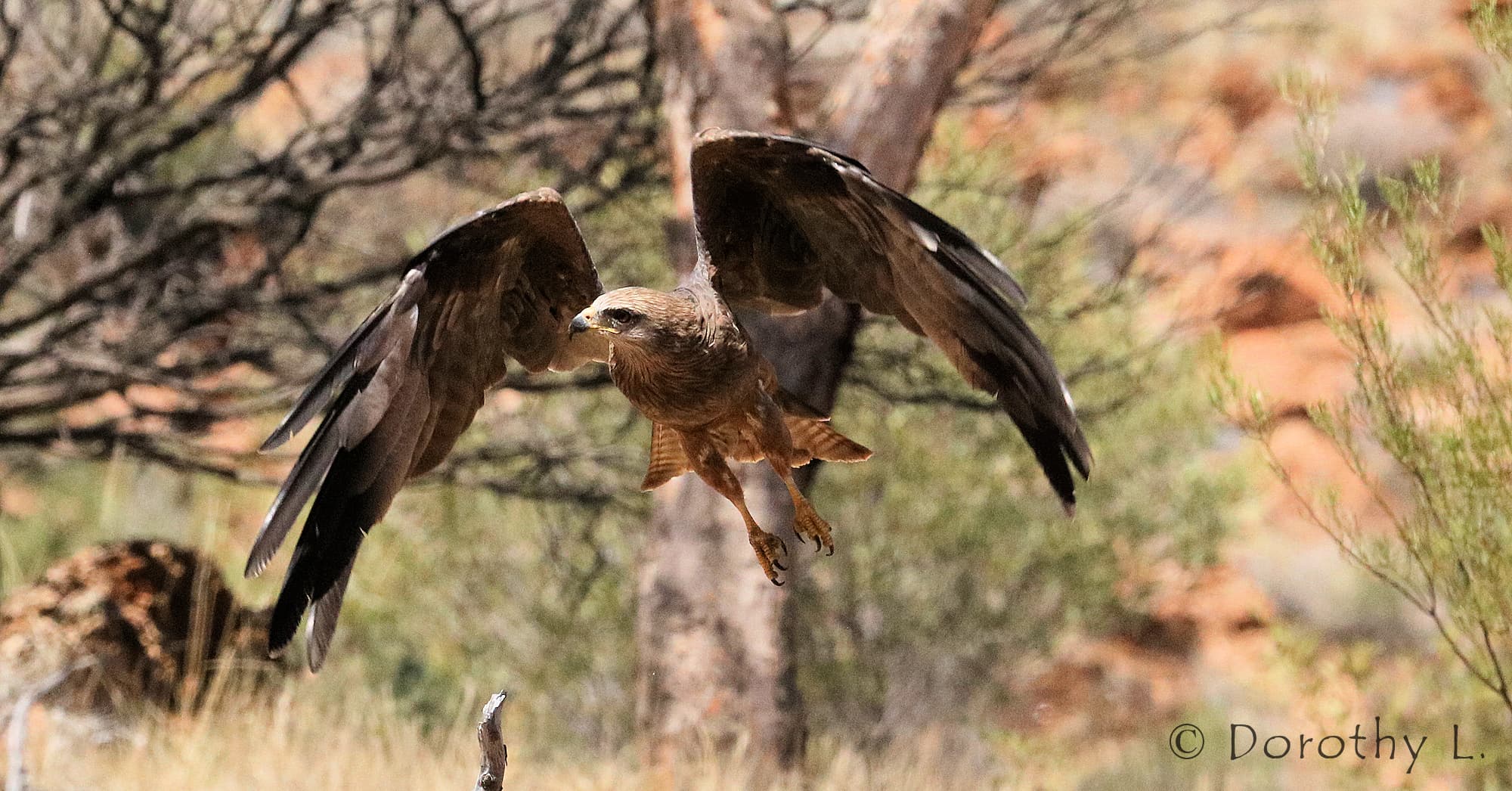 Black Kite (Milvus migrans) - Free-flying Birds Show, Alice Springs Desert Park