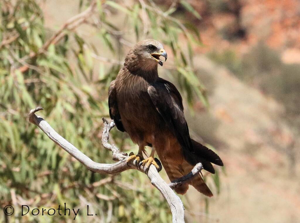 Black Kite (Milvus migrans) - Free-flying Birds Show, Alice Springs Desert Park