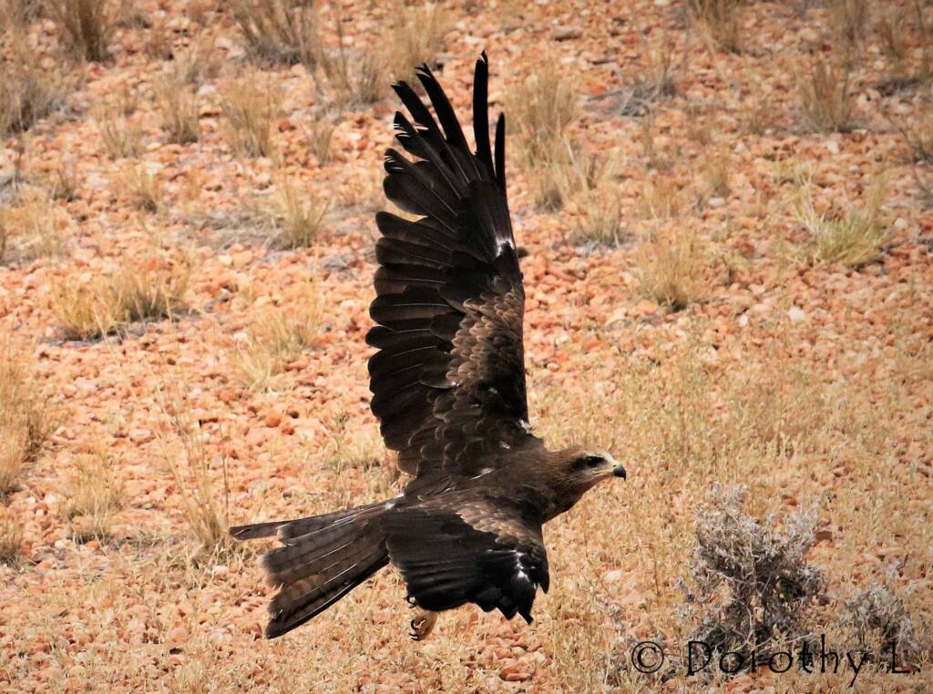 Black Kite (Milvus migrans) - Free-flying Birds Show, Alice Springs Desert Park