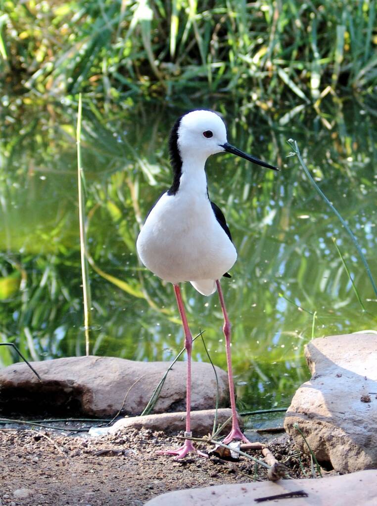 Black-winged Stilt (Himantopus himantopus), Alice Springs Desert Park