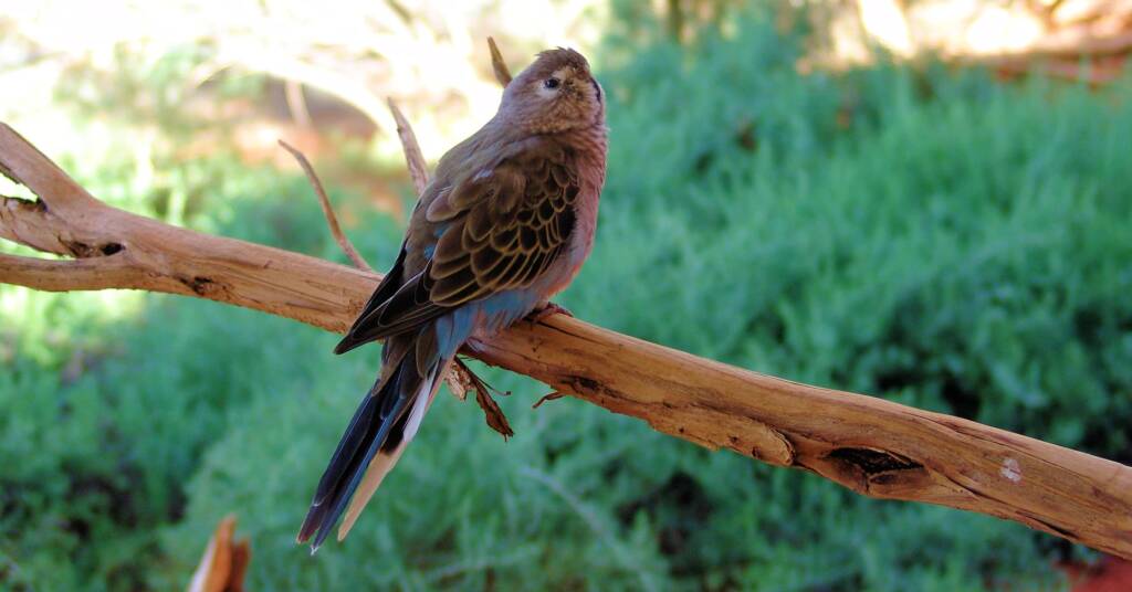 Bourke's Parrot (Neopsephotus bourkii), Alice Springs Desert Park