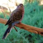 Bourke's Parrot (Neopsephotus bourkii), Alice Springs Desert Park