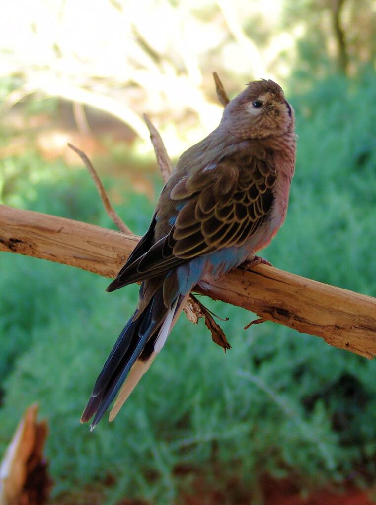 Bourke's Parrot (Neopsephotus bourkii), Alice Springs Desert Park
