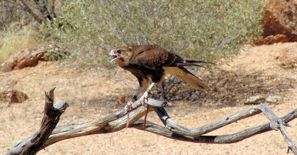 Brown Falcon (Falco berigora), Alice Springs Desert Park