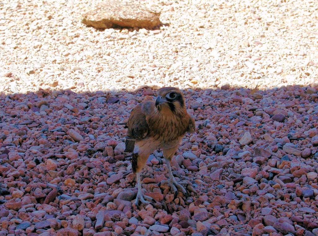 Brown Falcon (Falco berigora), Alice Springs Desert Park