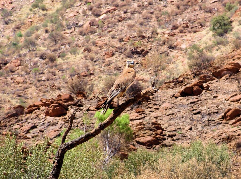 Brown Falcon (Falco berigora), Alice Springs Desert Park