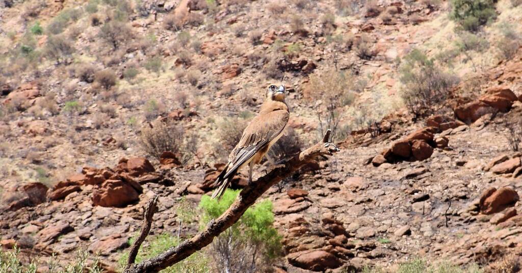 Brown Falcon (Falco berigora), Alice Springs Desert Park