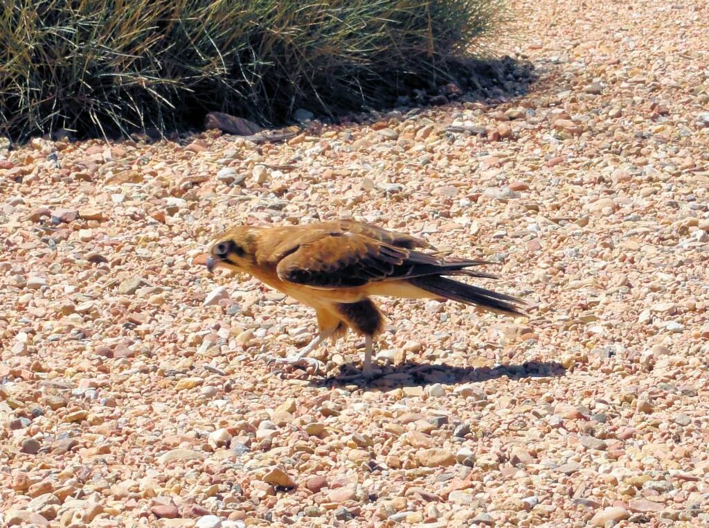 Brown Falcon (Falco berigora), Alice Springs Desert Park