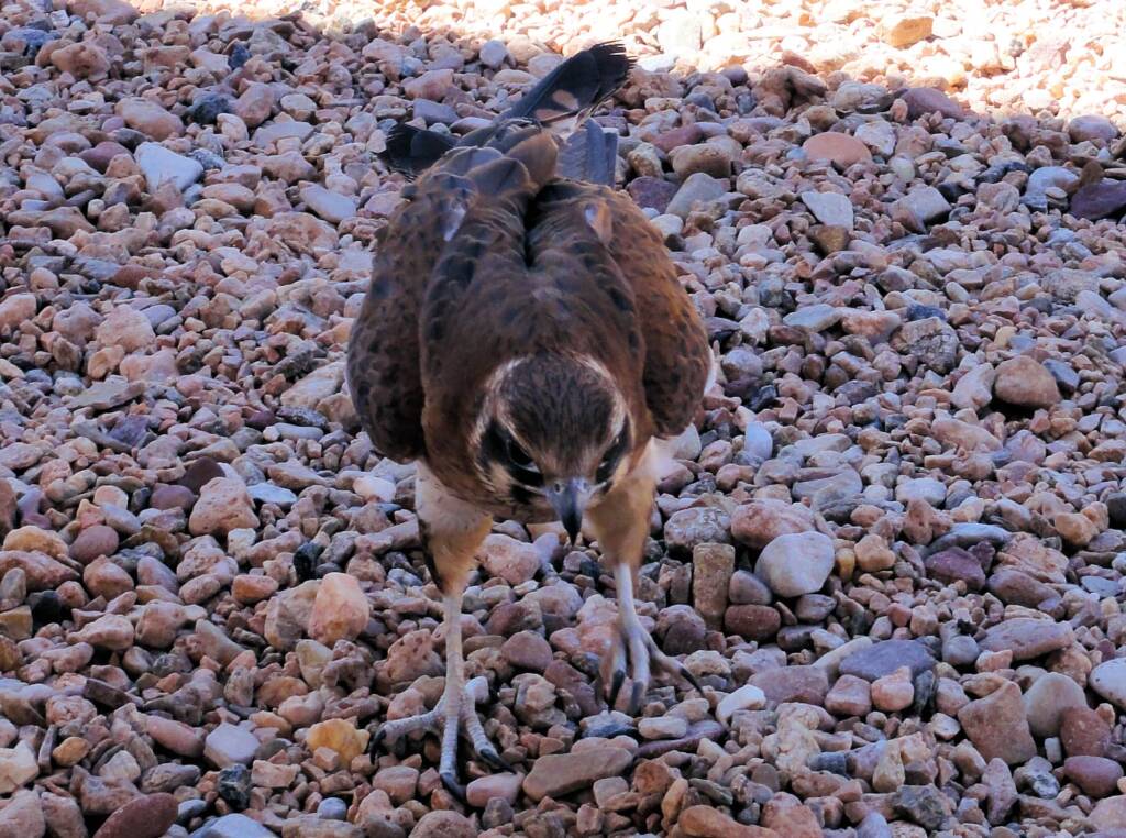 Brown Falcon (Falco berigora), Alice Springs Desert Park