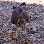 Brown Falcon (Falco berigora), Alice Springs Desert Park