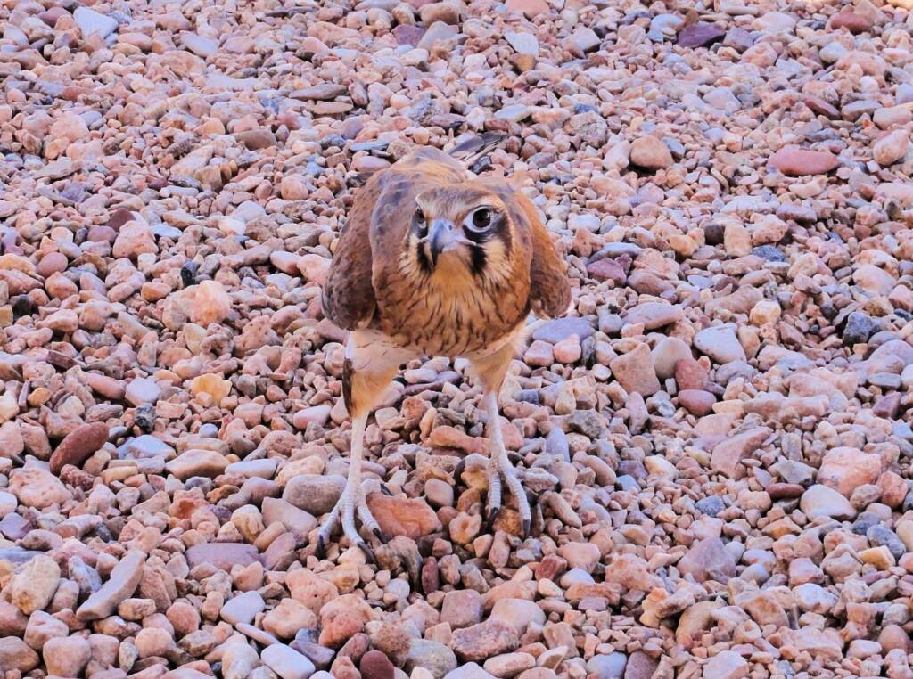 Brown Falcon (Falco berigora), Alice Springs Desert Park